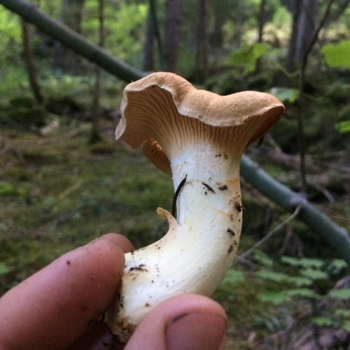 I wish I was picking mushrooms right now. I wish I was picking mushrooms all the time really.  . Whe