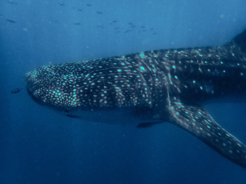 demikerkhof: Tofo Diaries - 13.11.2018: Casual Tuesday morning at work chasing after a Whale Shark. 