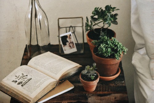 I Bought New Plants, Yay!! Read About Them In My Blogpost here ❤︎