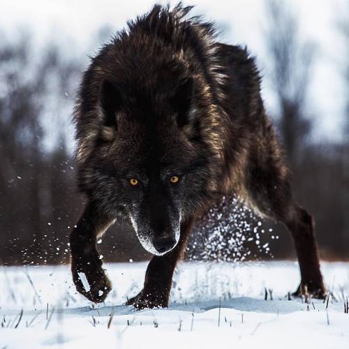 wolveswolves: By sj_nate