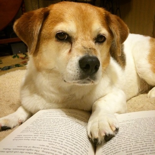 happierman: harperperennial: Per @happierman‘s request, here is Charlie. He makes an appearanc