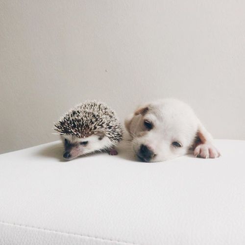 styleandcreate: Hedgehog cuteness via Hogybaby’s Instagram Follow Style and Create at Instagram | Pi
