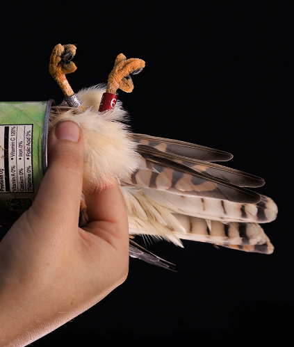 Reading About Tracking Kestrel Populations Rn And