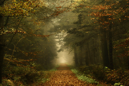 radivs:  Autumn Forest Captures by Oer-Wout  1 | 2 | 3 | 4 | 5 | 6 