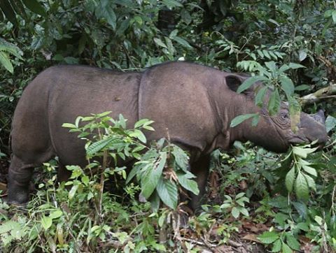 keyconservation:  For the first time in 40 years a Sumatran rhino has been spotted in Borneo. Read m