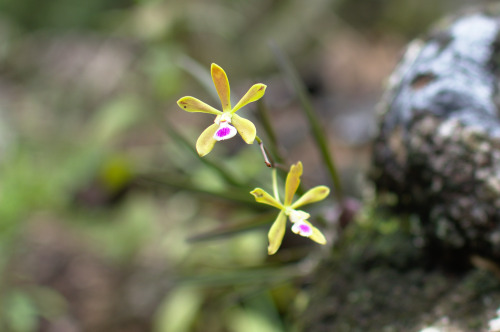 Florida Butterfly Orchid  (Encyclia tampensis)