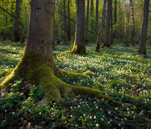 boschintegral:  Vitsippor I by Gustaf Emanuelsson on Flickr.