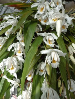 orchid-a-day: Coelogyne cristata Syn.:  