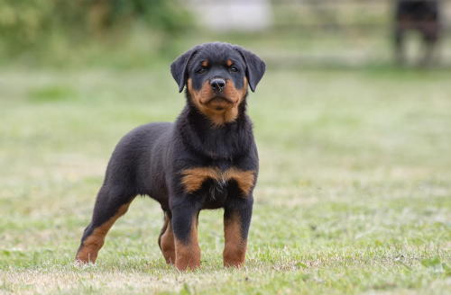 handsomedogs:
“  I’m the man! / / John Hubble   ”