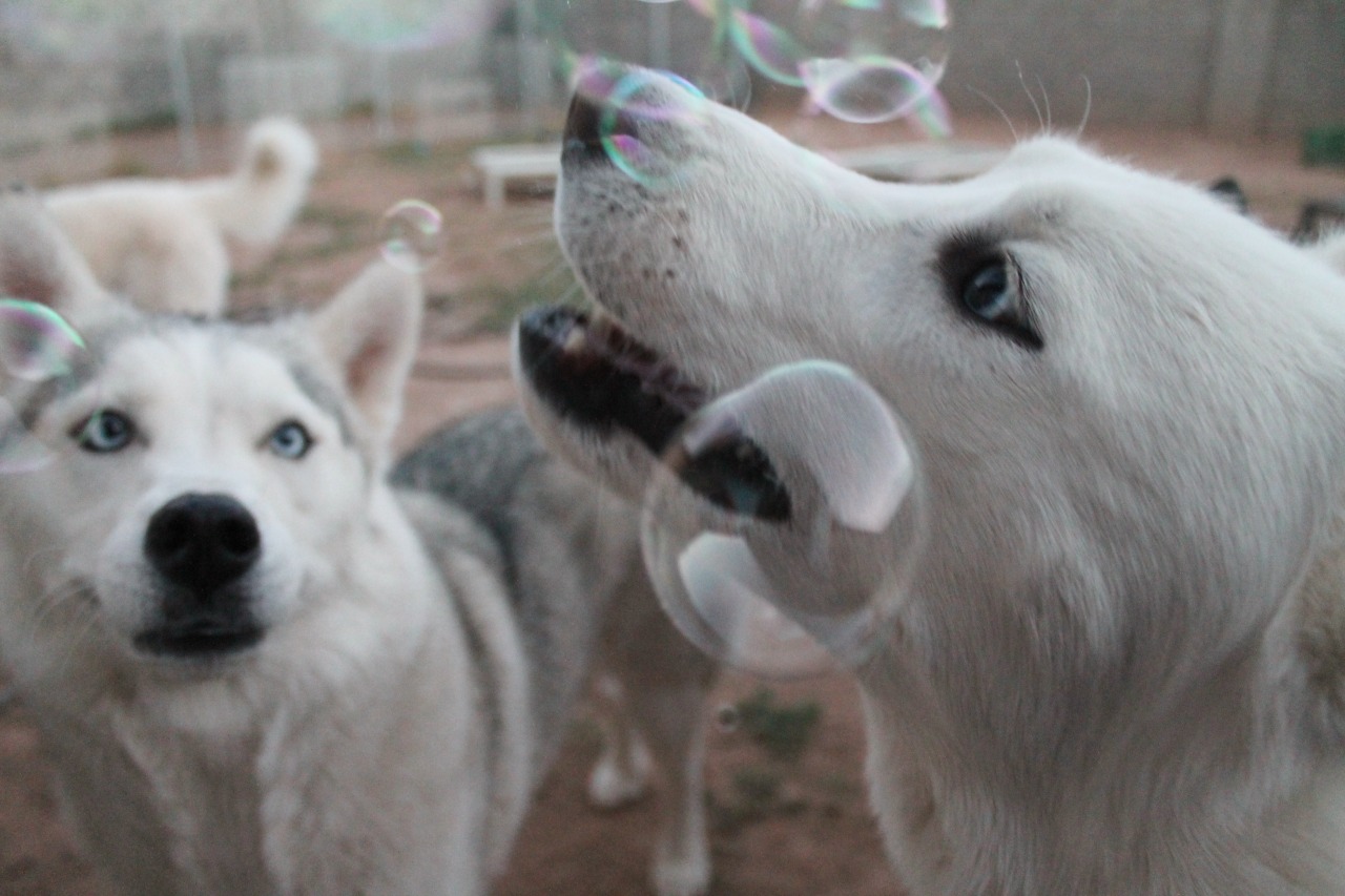 6woofs:  flushy-the-fish:  6woofs:  Their faces, I just can’t  They’re all so