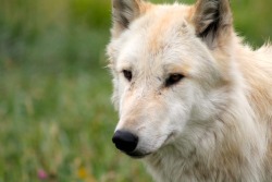 wolfparkinterns:  Bicho lookin’ good 