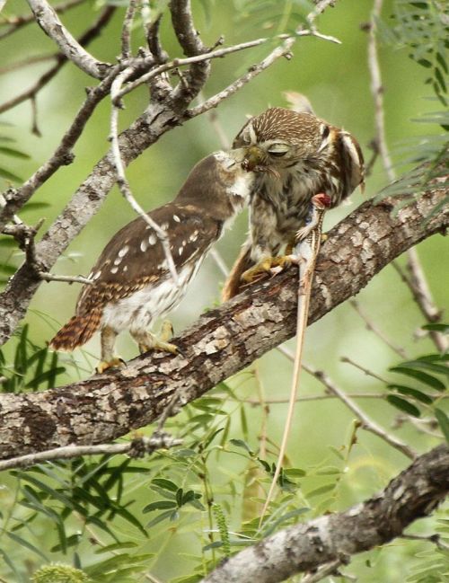 rhamphotheca:A pair of Ferruginous Pygmy Owls (Glaucidium brasilianum) at San Miguelito Ranch, in th