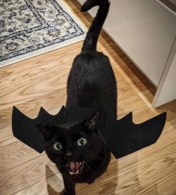 somecutething:Bat Cat!(via Pretty-petite)