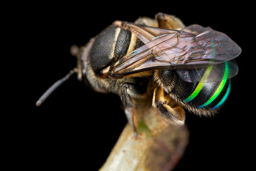 libutron:  Nomia iridescens a Bee with colourful abdominal stripes  This cool bee, scientifically named Nomia iridescens, belongs to the Halictidae Family, a cosmopolitan group commonly referred to as halictid bees and sweat bees. Nomia iridescens