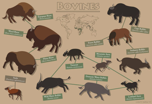 Bovidae (Antelopes, Cattle, and Goat-Antelopes)*technically this is the tribe Bovini, there are some