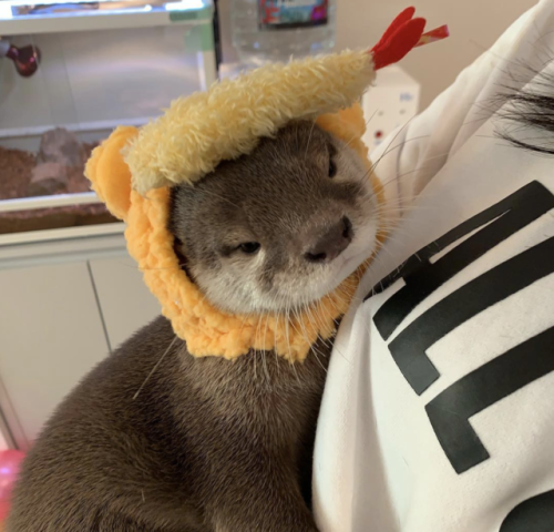 thingssthatmakemewet:  brebstick:  source: https://www.instagram.com/ponchan918/  Otters are so fckn cute!! I want one or two or 10 😍💖  Yessss, love otters! 