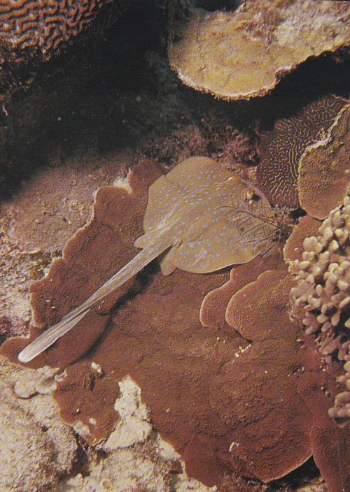 plant-scans: Blue-Spotted Reef Ray, The Great Barrier Reef, Allan Power 1969