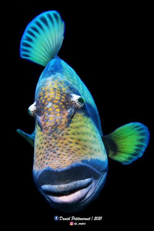 Photo by Daniel Petitmermet | InfoThe titan triggerfish, giant triggerfish, or moustache t