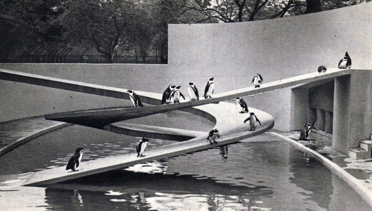 theimportanceofbeingmodernist:  Too Cool For School: London Zoo Penguin Pool by Berthold