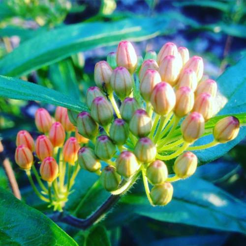 In the garden: butterfly weed on the verge, 5/27/16