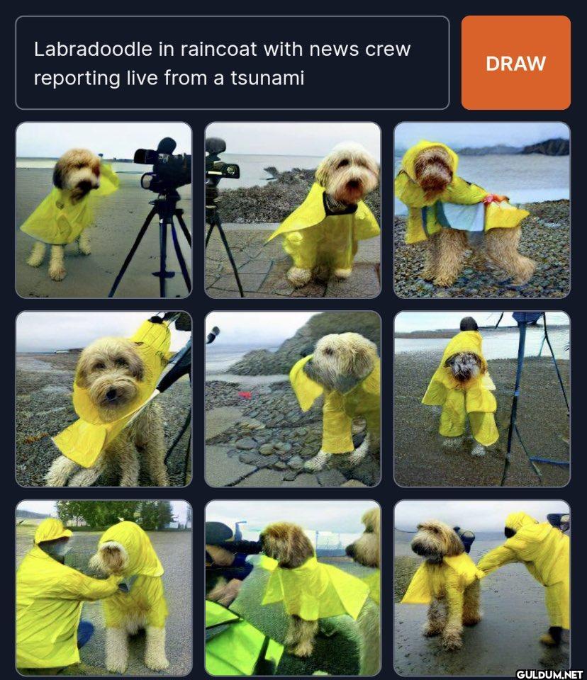 Labradoodle in raincoat...