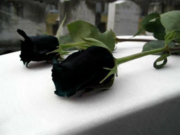  odditiesoflife: The Black Rose of Turkey Turkish Halfeti Roses are incredibly rare.