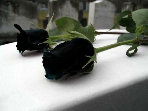 odditiesoflife:The Black Rose of TurkeyTurkish Halfeti Roses are incredibly rare. They are shaped ju