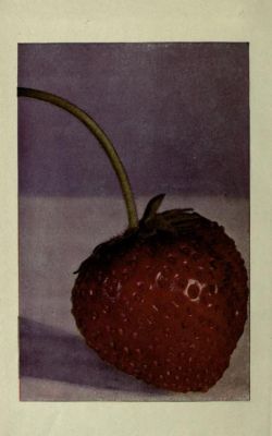 nemfrog:  Frontispiece. A Burbank strawberry. How plants are trained to work for man. v. 5.1921.