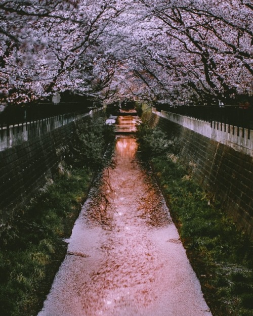 takahashiyoshikazu:Sunset Milkyway of cherry blossom petals