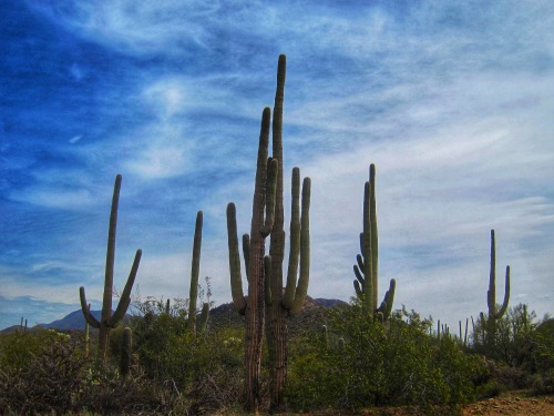 Saguaro National Park, Arizona, 2014.