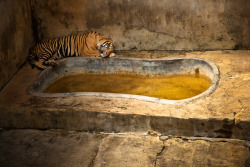 obsessed-with-orcas:  little-veganite:  sagansense:   Captive by Gaston Lacombe Lacombe on his project:  We relish the chance to see these animals up close, but we also often fail to notice the habitats in which we keep them. That is why I photograph