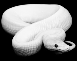 jorgerocha78:  Albino  snake 