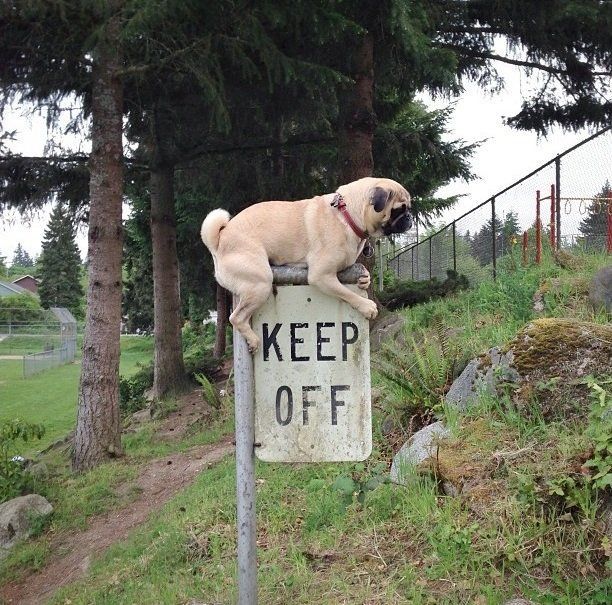 Guess he can’t read