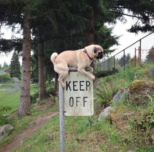 Guess he can’t read