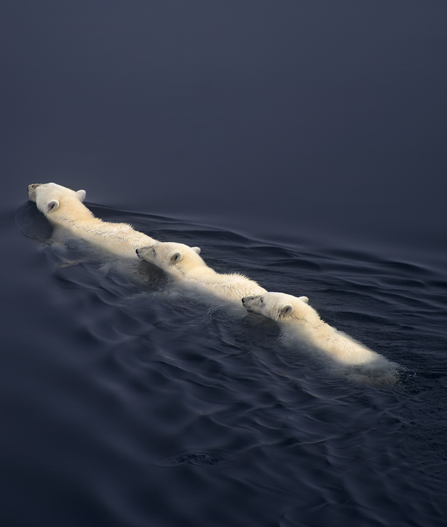 These two polar bear cubs are trailing behind their mother between ice floes. Anyone know if this sw