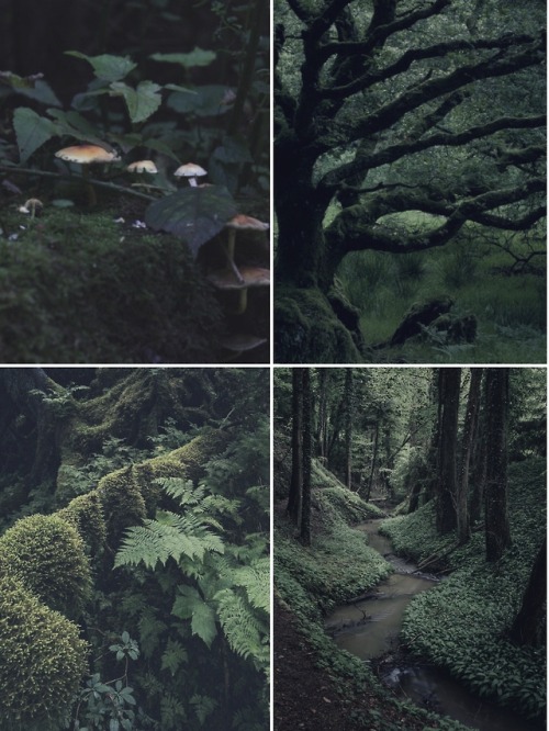 jane-ways: @oneringnet‘s favorite location event → fangorn forest  “It is old 