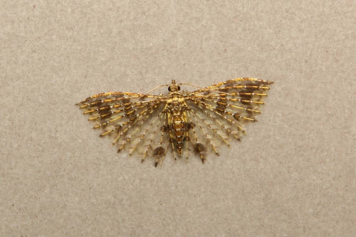 bludblum: Many-plumed moth