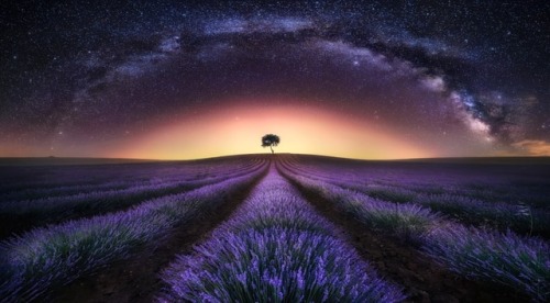 te5seract: The Lone Tree, The Lavender Field and Milky Way & Lavender Field & Milky Way I by  Jesús M. García  