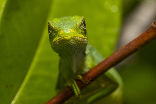 Sit down and get comfy. Iguana tell you a little story about conservation. The San Diego Zoo has the