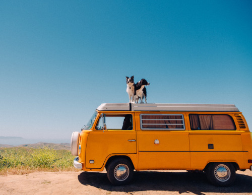 Dog, Dog, VanZooey &amp; Momo (@andrewknapp) Morro Bay, Ca