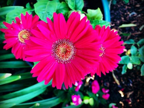 Gerber Daisy  (at Hacienda Pèrez-Garcia)