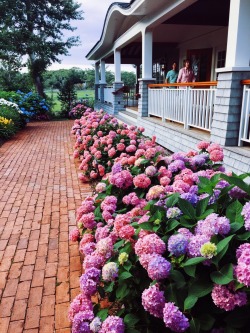 tracingthetides: Hydrangeas just might be