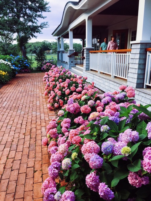 Porn Pics tracingthetides: Hydrangeas just might be