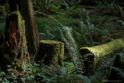 throughmonstrouseyes: Spotlight. At Cathedral Grove.   © Irene P., 2017    