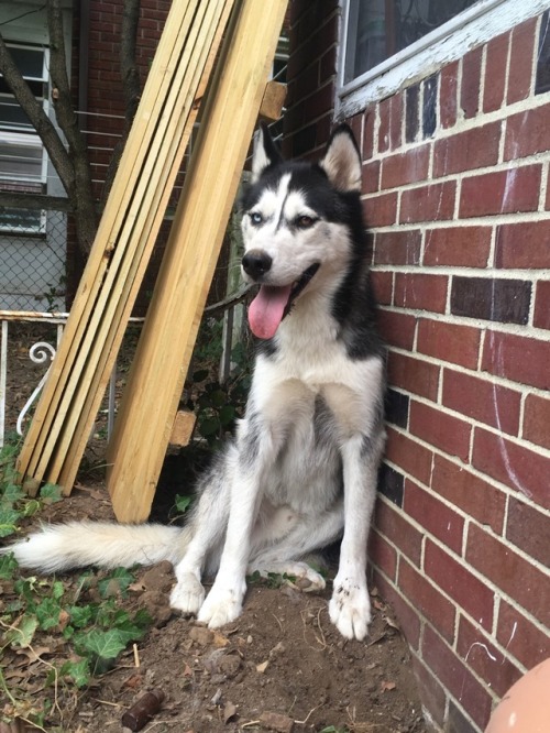 Dirty boy is very proud of his hole. We’re on instagram now @ huskerpuppers!