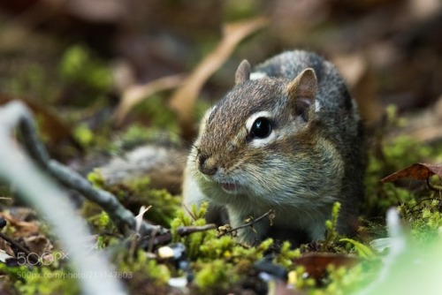 Chipmunk by CliffordPugliese