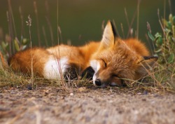 beautiful-wildlife:  Sleepy Fox  by Kennan Ward Red Fox, Alaska 