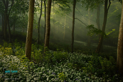 lunaranox: Garlic Woods by Andy Farrer Via Flickr: An atmospheric garlic wood in Dorset. 
