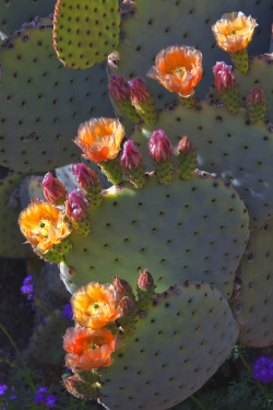 arizonanature:  Blooming prickley pear — Follow Arizona Nature! 