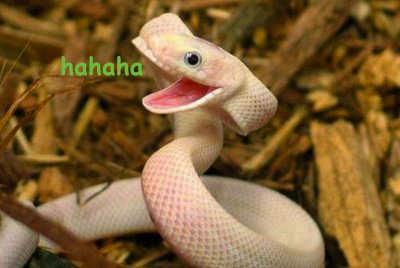 eteo:skysoaring:have a photoset of snakes laughing at your misfortunethis is fineParadise Lost in a 